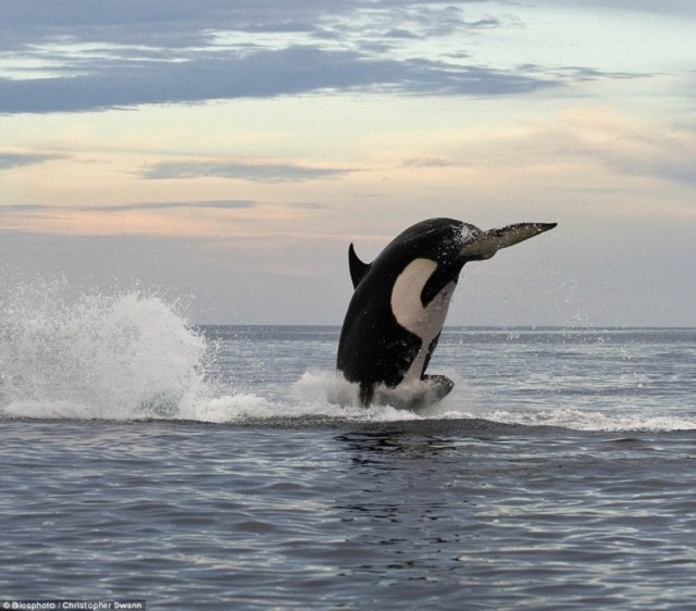 Un Fotógrafo Capta El Momento En El Que Una Orca Asesina A Un Delfín