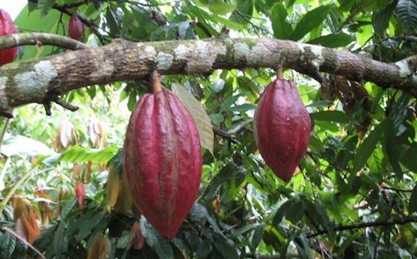 planta-cacao