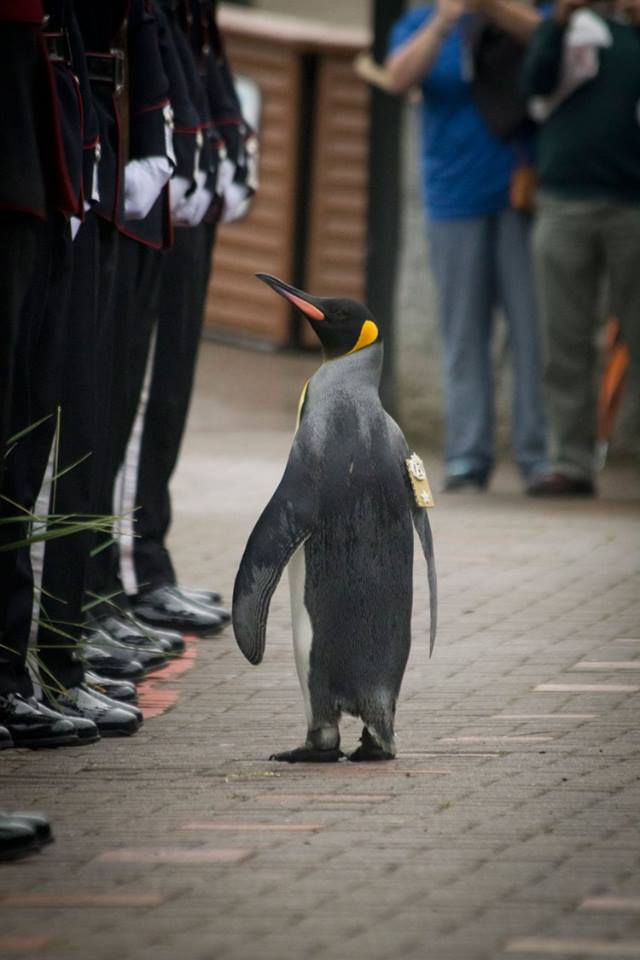 pinguino-edimburgo-brigadista