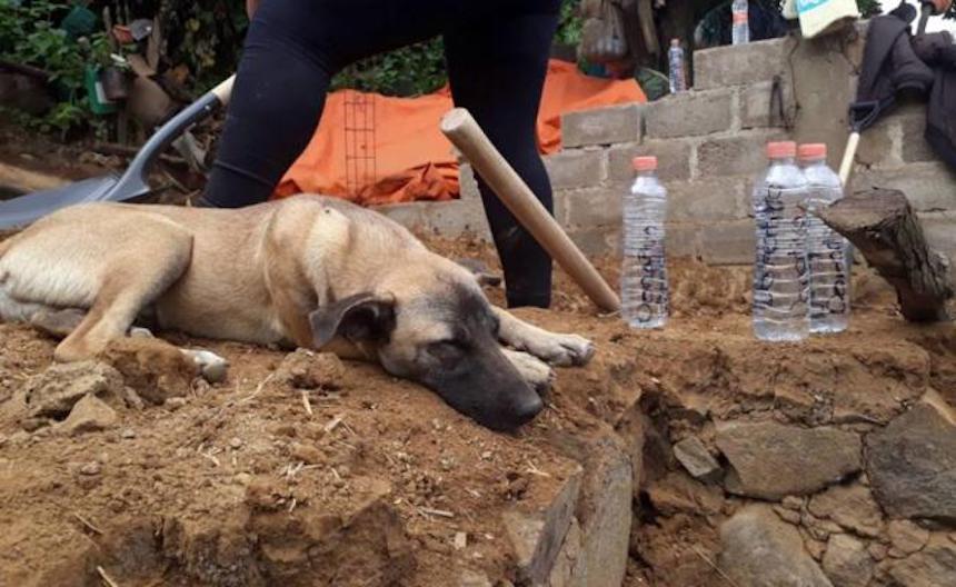El perro Jacinto espera a su dueño después del sismo