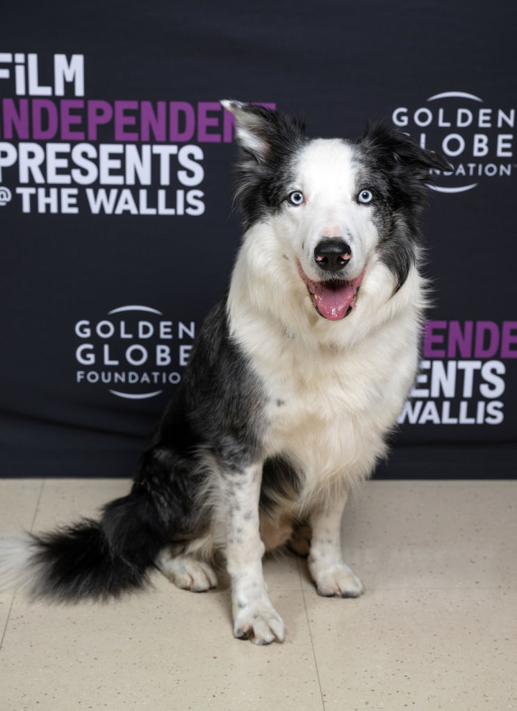 Messi: The story of the little dog invited to the 2024 Oscars