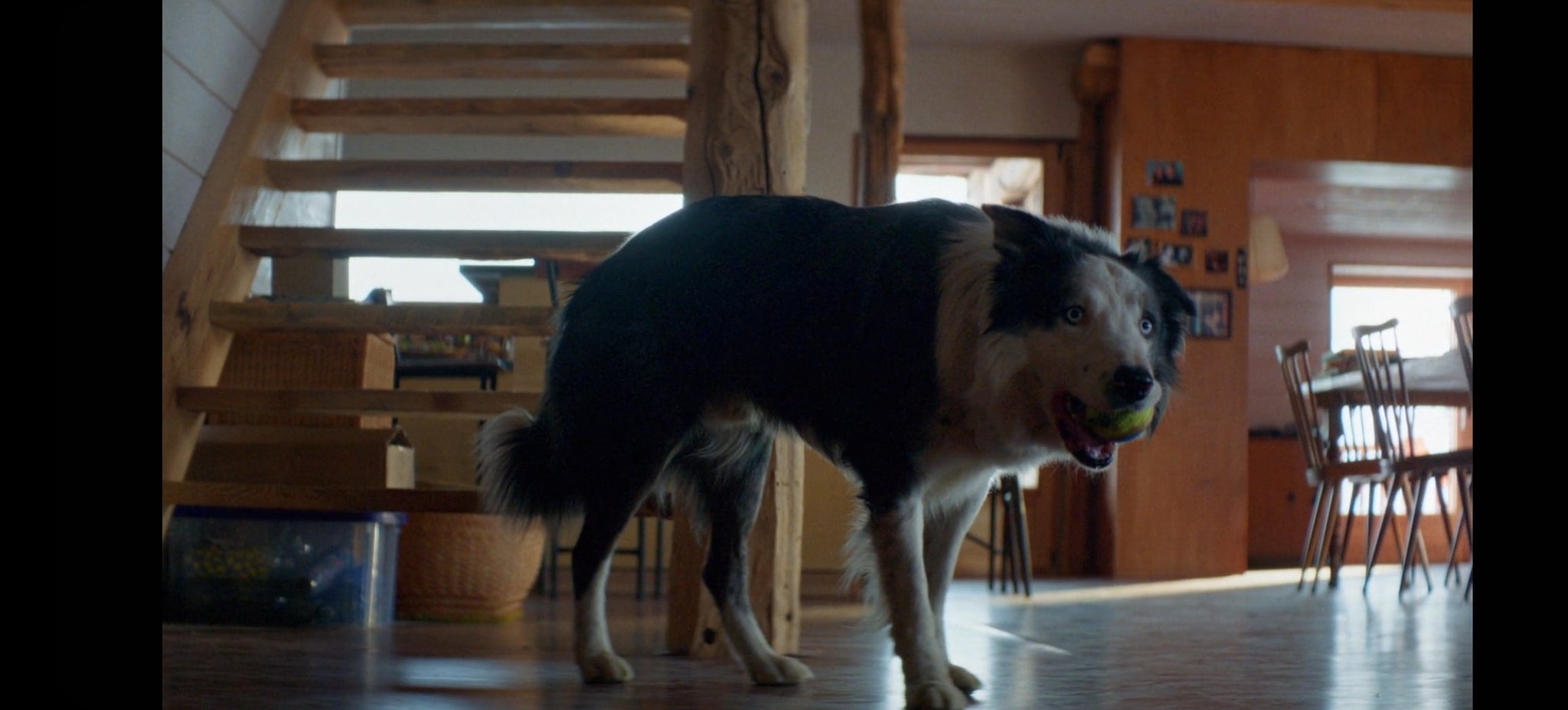 Messi: The story of the little dog invited to the 2024 Oscars