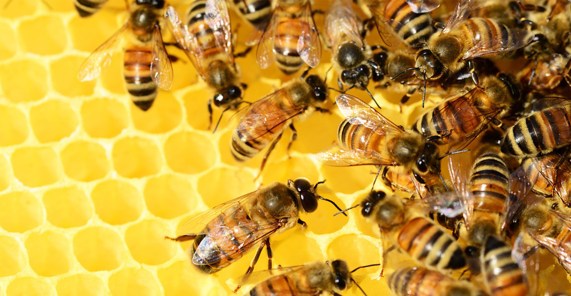 honey-bees-mexico