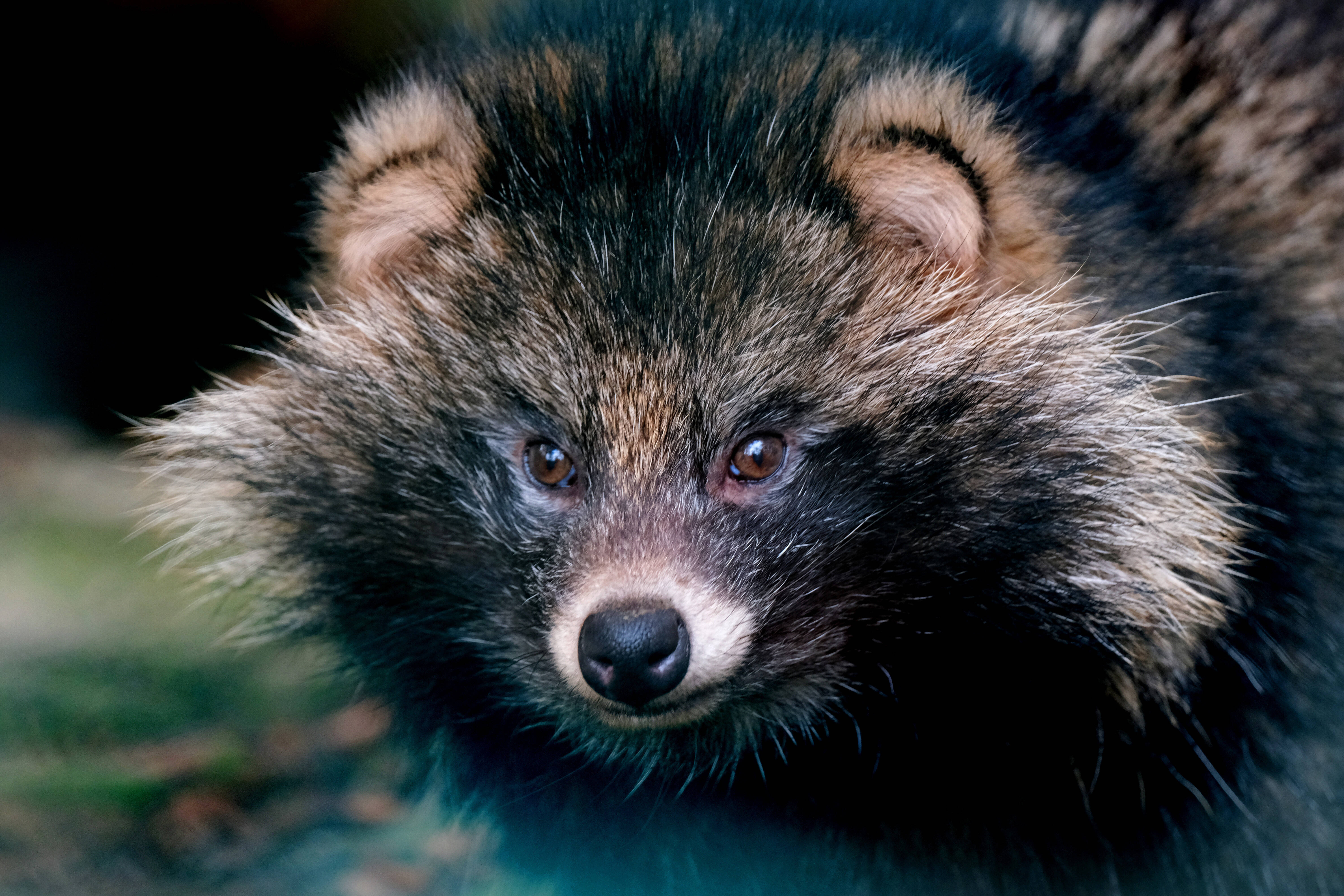 What are raccoon dogs and why are they the new 'culprits' of the COVID-19 pandemic?