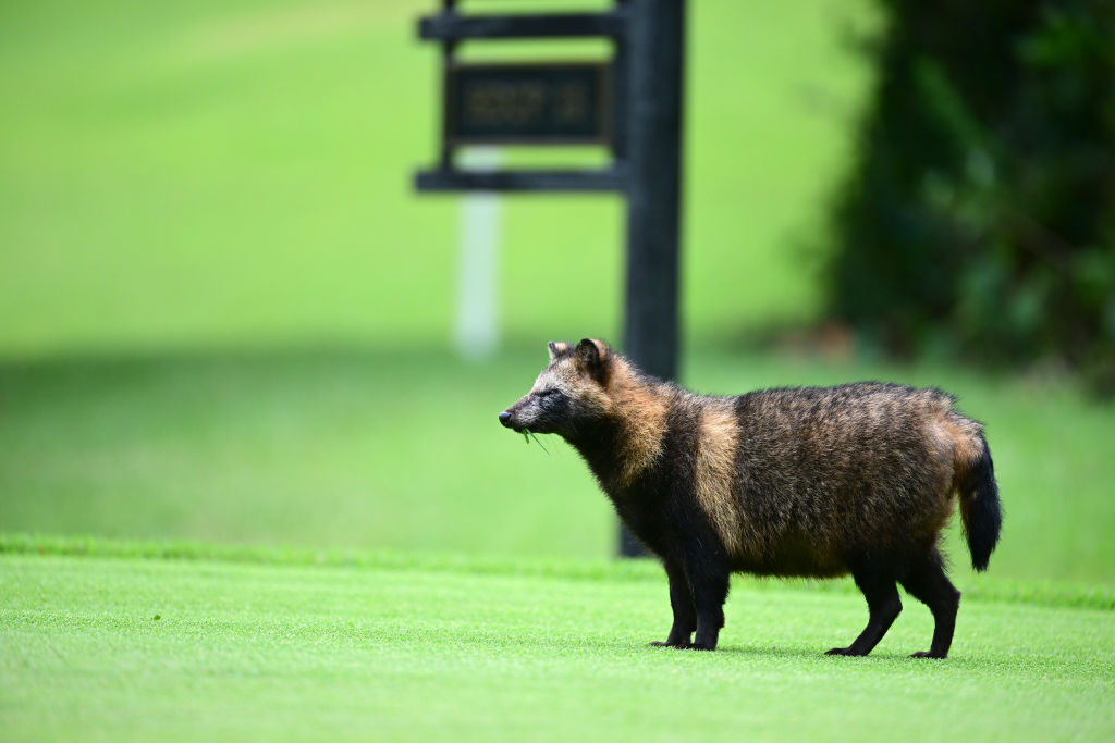 What are raccoon dogs and why are they the new 'culprits' of the COVID-19 pandemic?