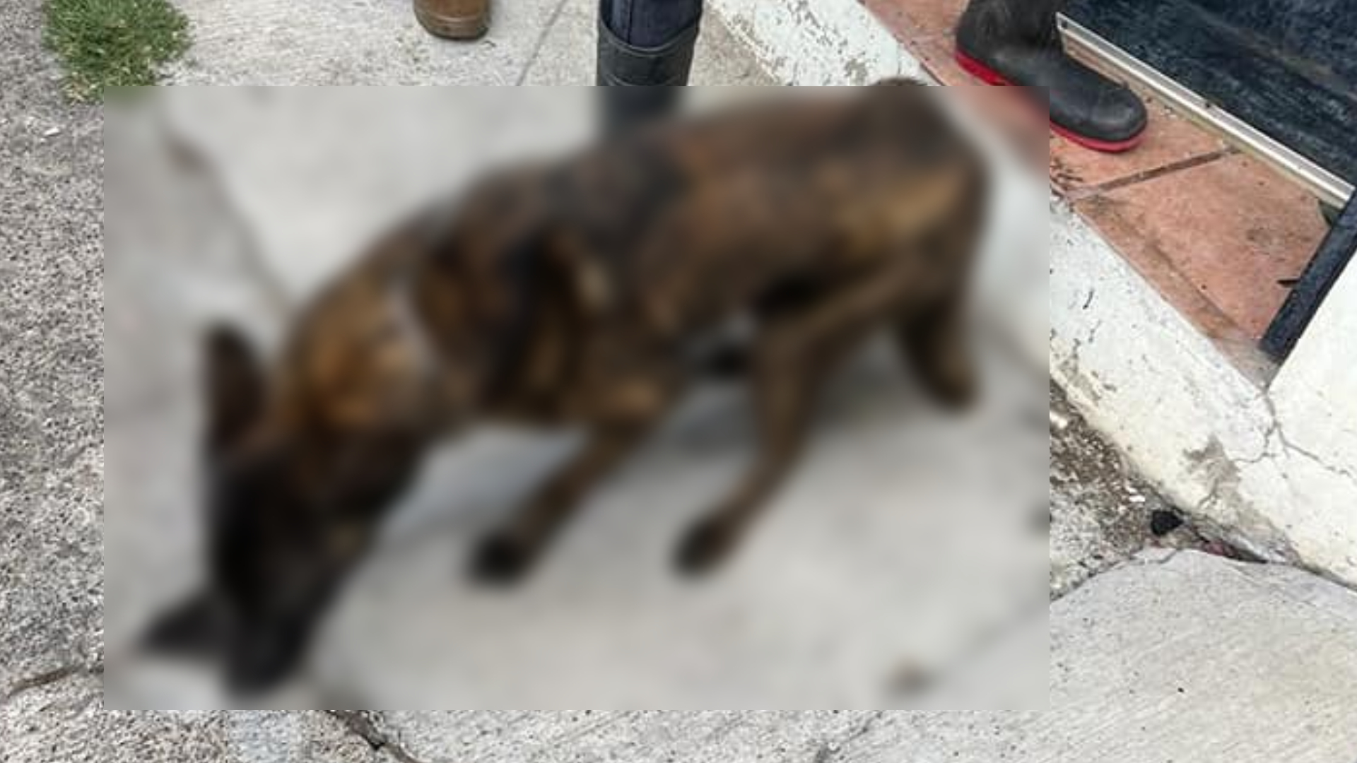 They rescue 51 mistreated dogs and cats from a house in Morelia