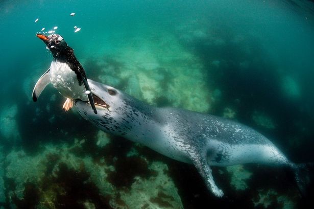 Captan el momento en el que un león marino devora un pingüino 