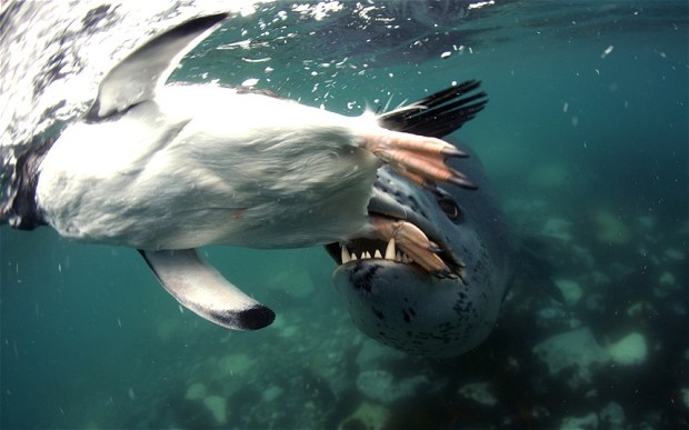 Captan el momento en el que un león marino devora un pingüino 