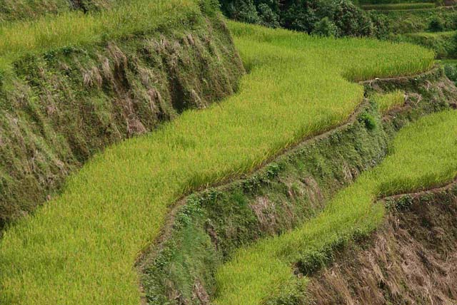 Amazing images showing the Hani Rice Terraces