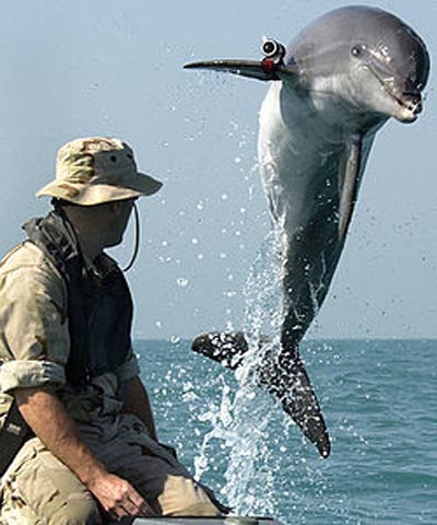 delfin_armado_2