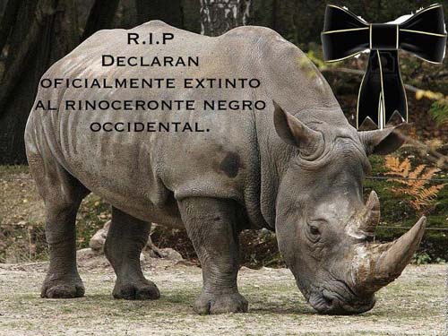rinoceronte_negro_extinto_4