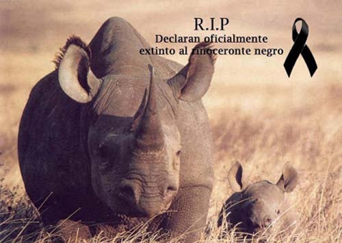 rinoceronte_negro_extinto_5
