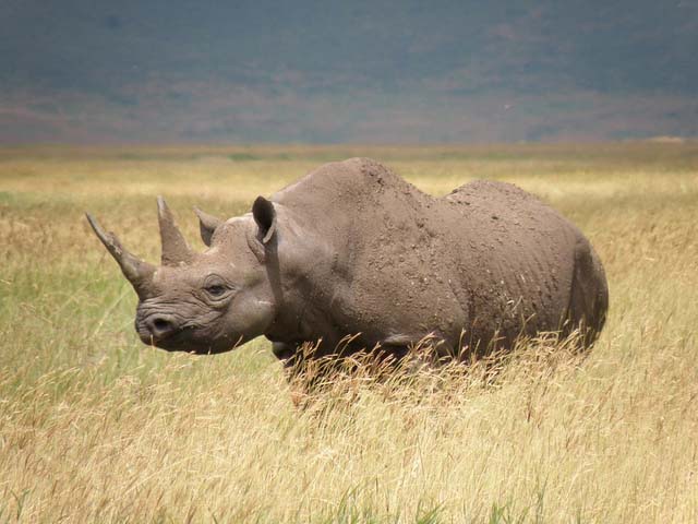 rinoceronte_negro_extinto_7