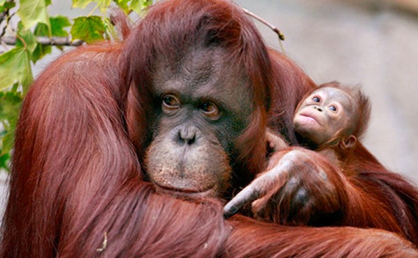 Orangután-de-Sumatra
