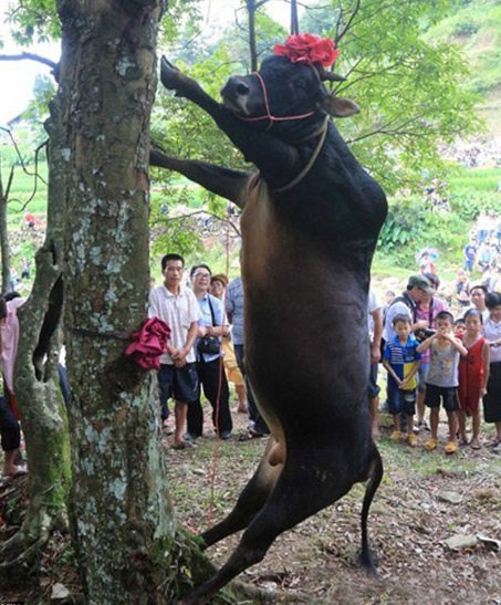 cow hanging ceremony1