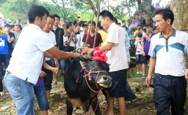 cow hanging ceremony2