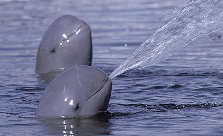 delfin-irrawaddy1