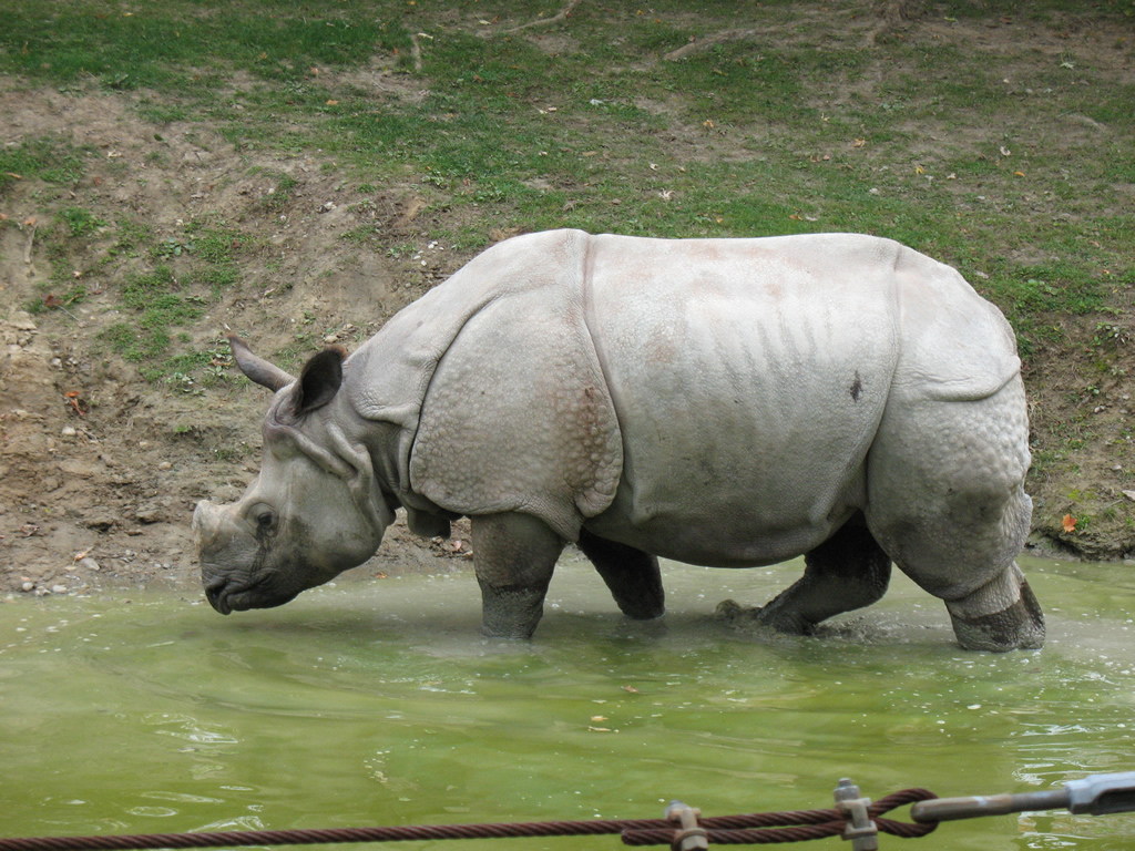 rhinoceros_sondaicus
