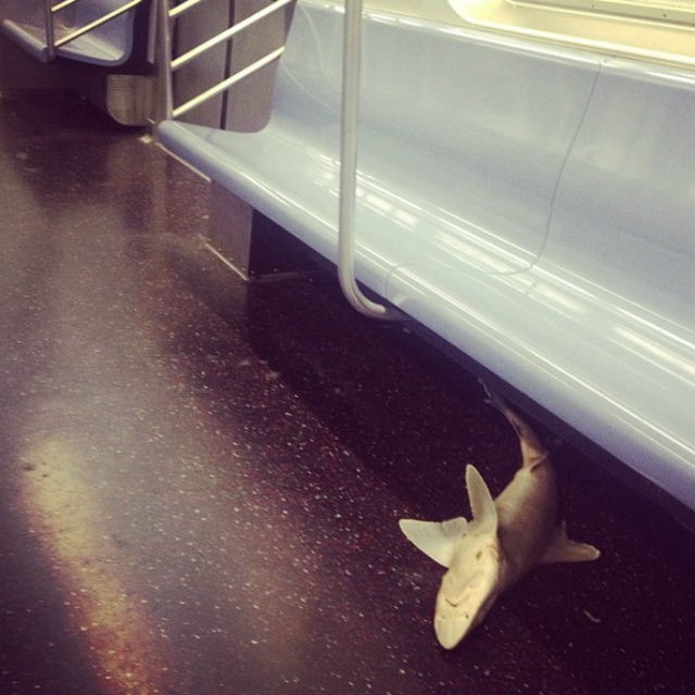 tiburon metro ny
