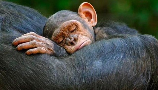 Chimpance durmiendo