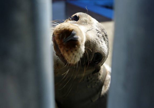 A rescued California sea lion pup looks through a fence at the Pacific Marine Mammal Center in Laguna Beach, California