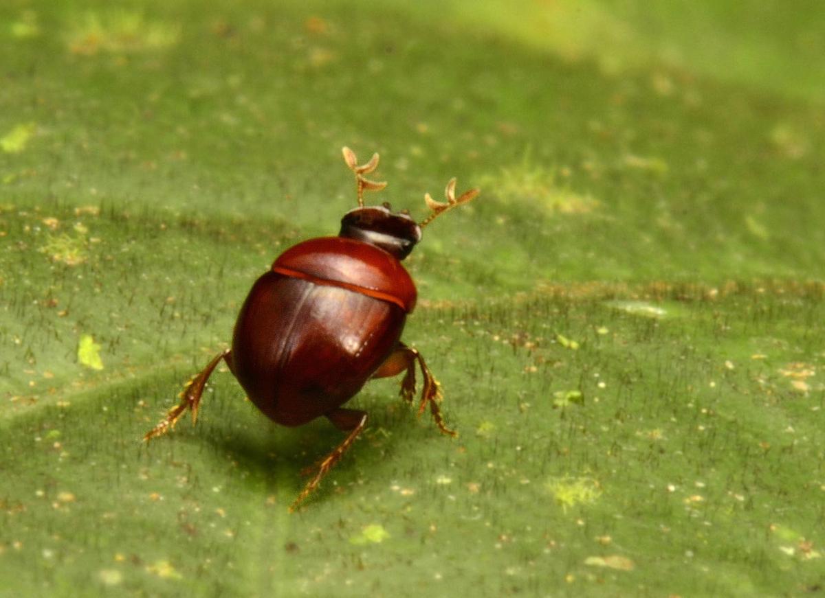 escarabajo liliputiense
