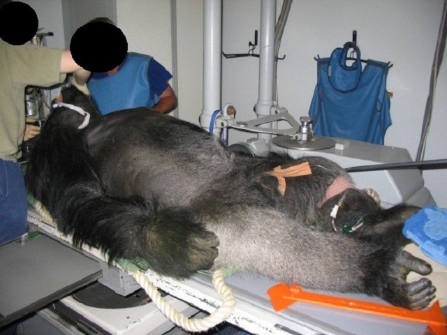 Gorila en operación02