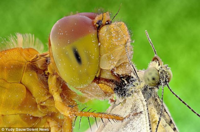 Un insecto comiendo a otro