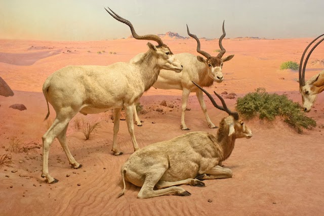 nyc antilopes