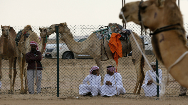camellos 10