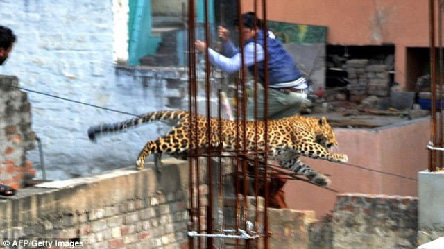 leopardo_india_1