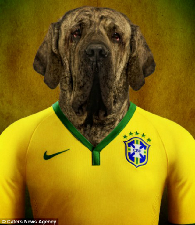 mastiff brasileño