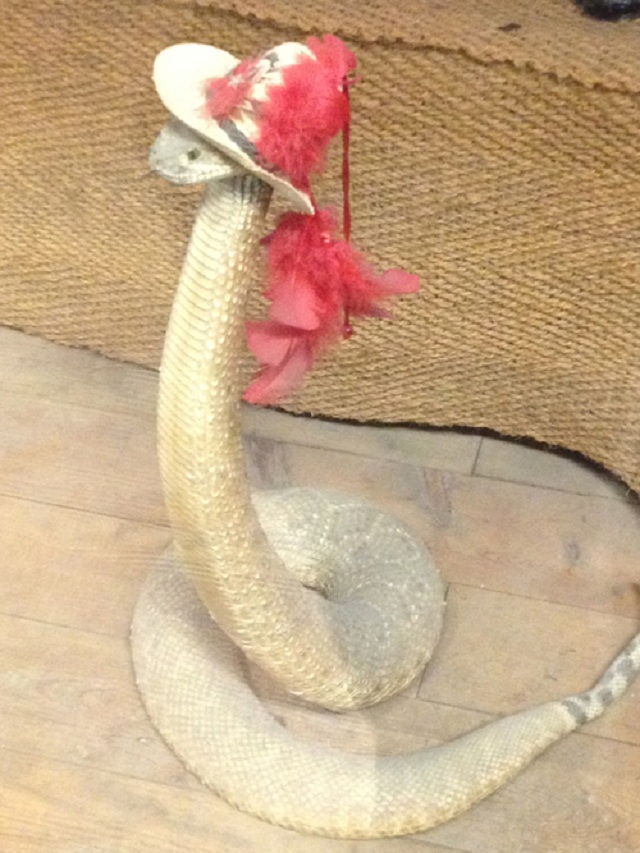 serpientes con sombreros03