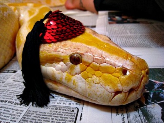 serpientes con sombreros07