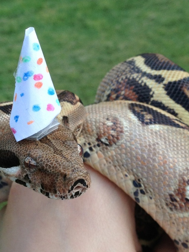 serpientes con sombreros08