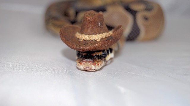 serpientes con sombreros13