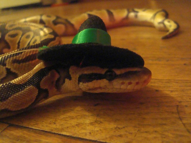 serpientes con sombreros14