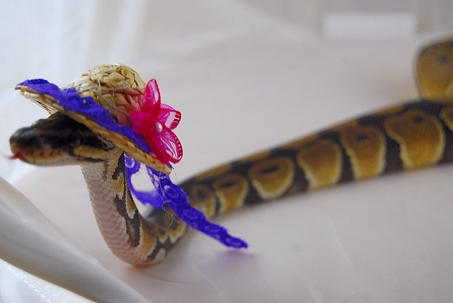 serpientes con sombreros16