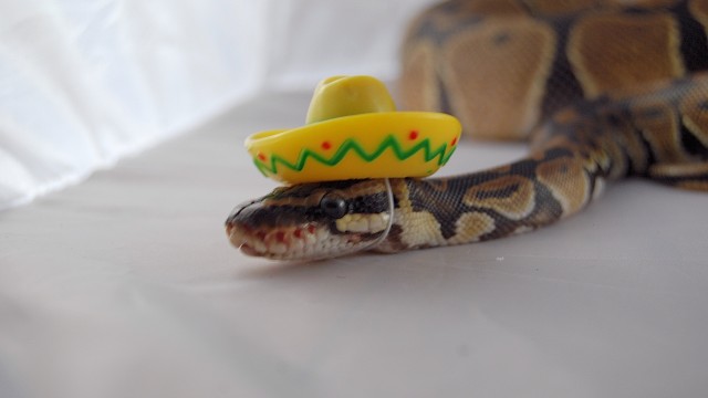 serpientes con sombreros17