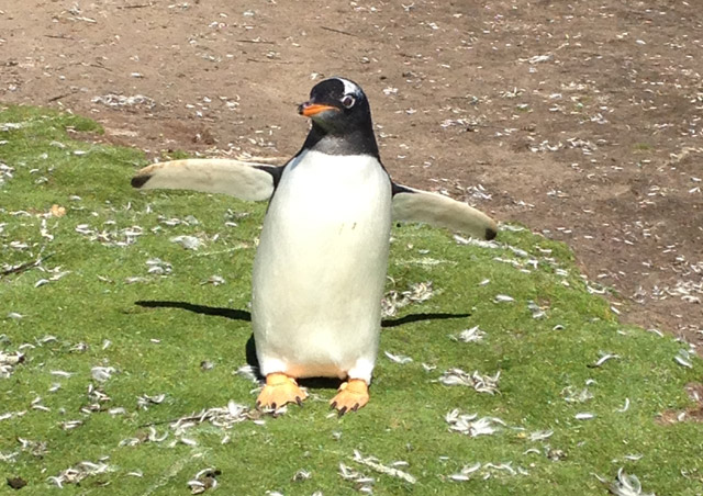 Pinguino-Pasto