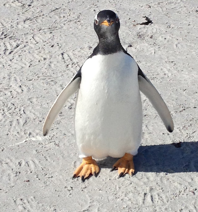 Pinguino-Solo
