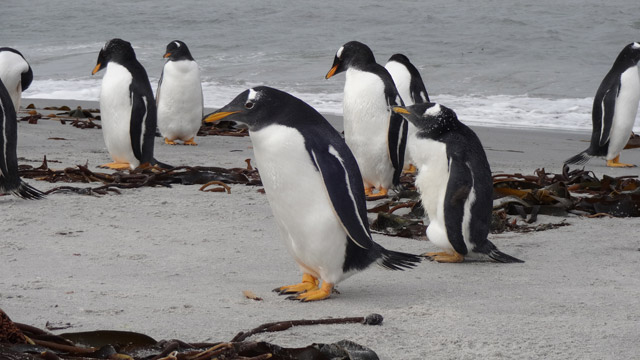Pinguinos-4-Sea-Lions-Island-Dia-2