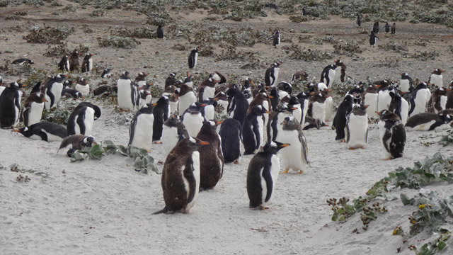 Pinguinos-Sea-Lion-Island-3