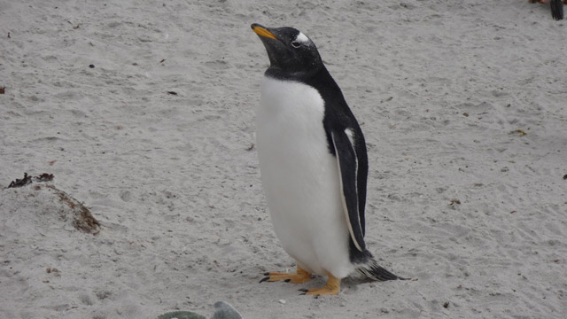 Pinguinos-Sea-Lion-Island-Dia-2