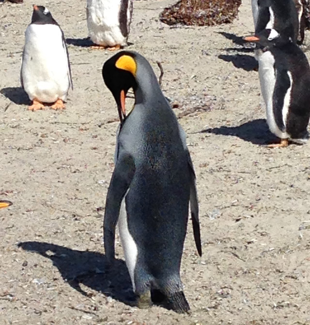 Rey-Pinguino