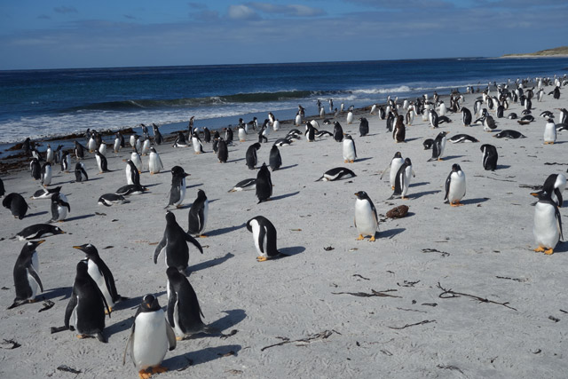 Sea-Lion-Pinguinos-Playa
