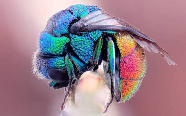 insectos bellos01