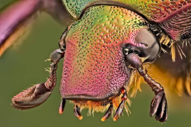 insectos bellos06