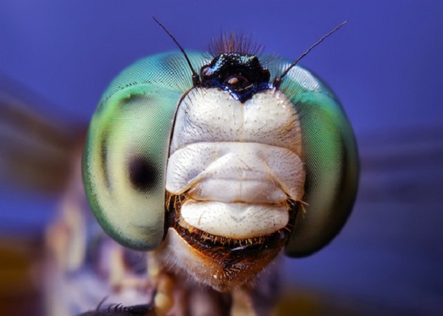 insectos bellos28