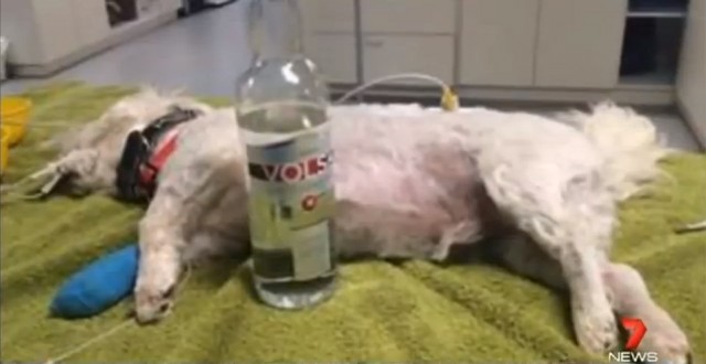 perro vodka1